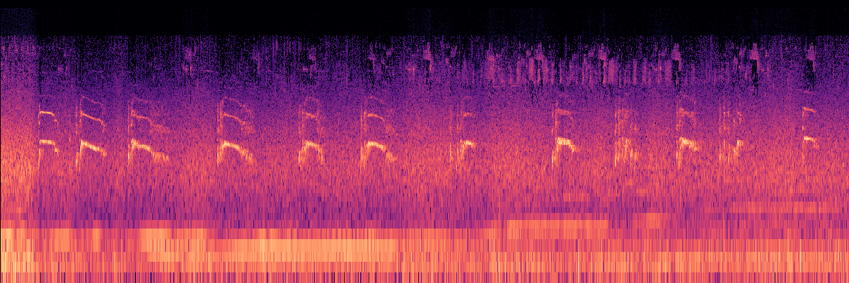 Spectrogram: Coyotes Howling